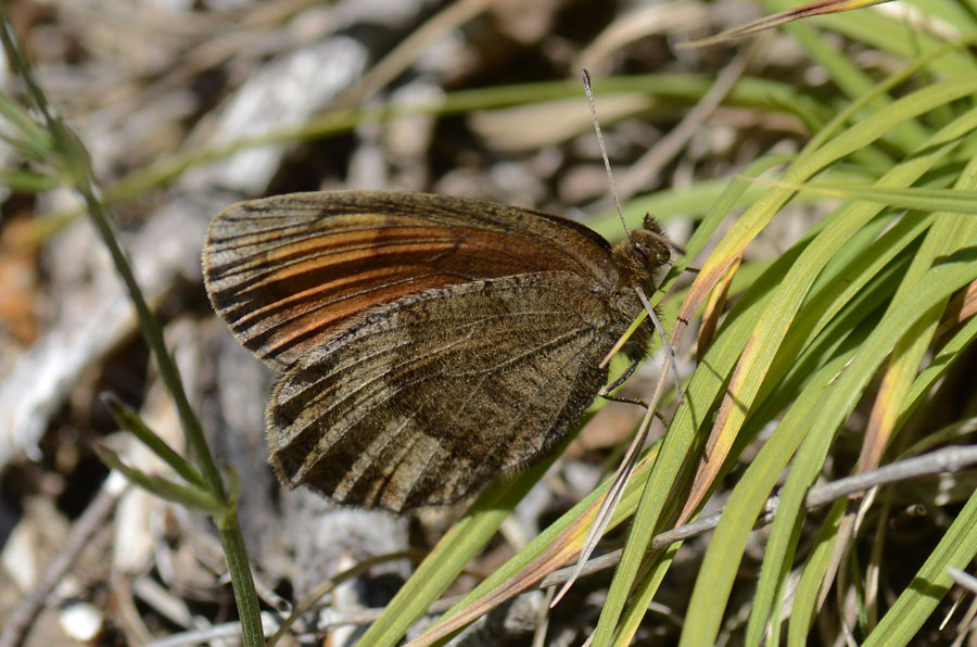 Erebia da id.